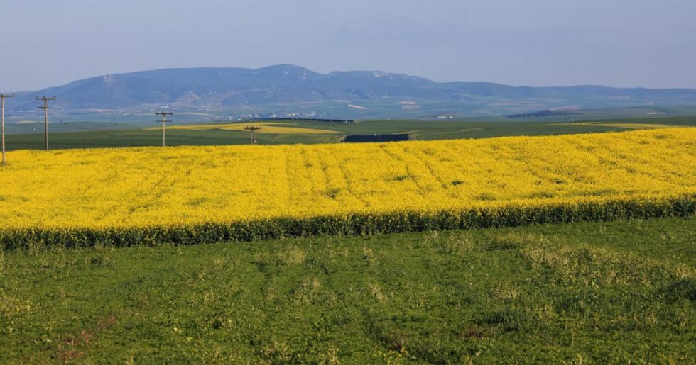 Ημέρα κρίσεως για την ΑΑΔΕ ως... ΟΠΕΚΕΠΕ